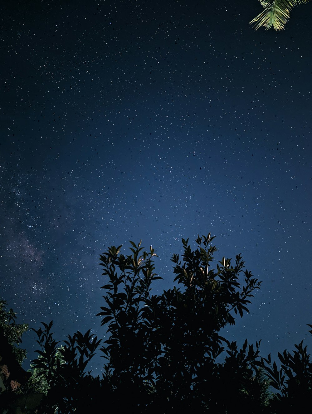 a tree with blue sky in the background