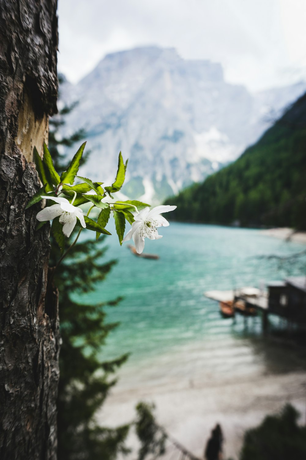 a tree with white flowers on a beach with a mountain in the background