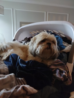 A small dog with long fur is lying comfortably in a laundry basket filled with various clothes. The dog appears relaxed among the soft fabric. The room has a neutral tone with paneled walls and appears softly lit.