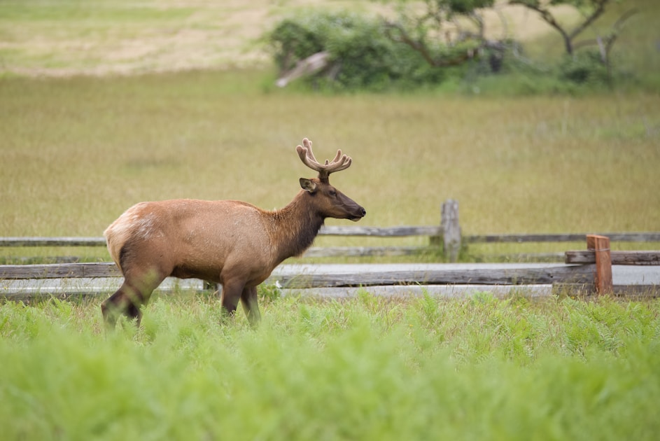 Bull elk in Colorado mountain terrain during rifle season