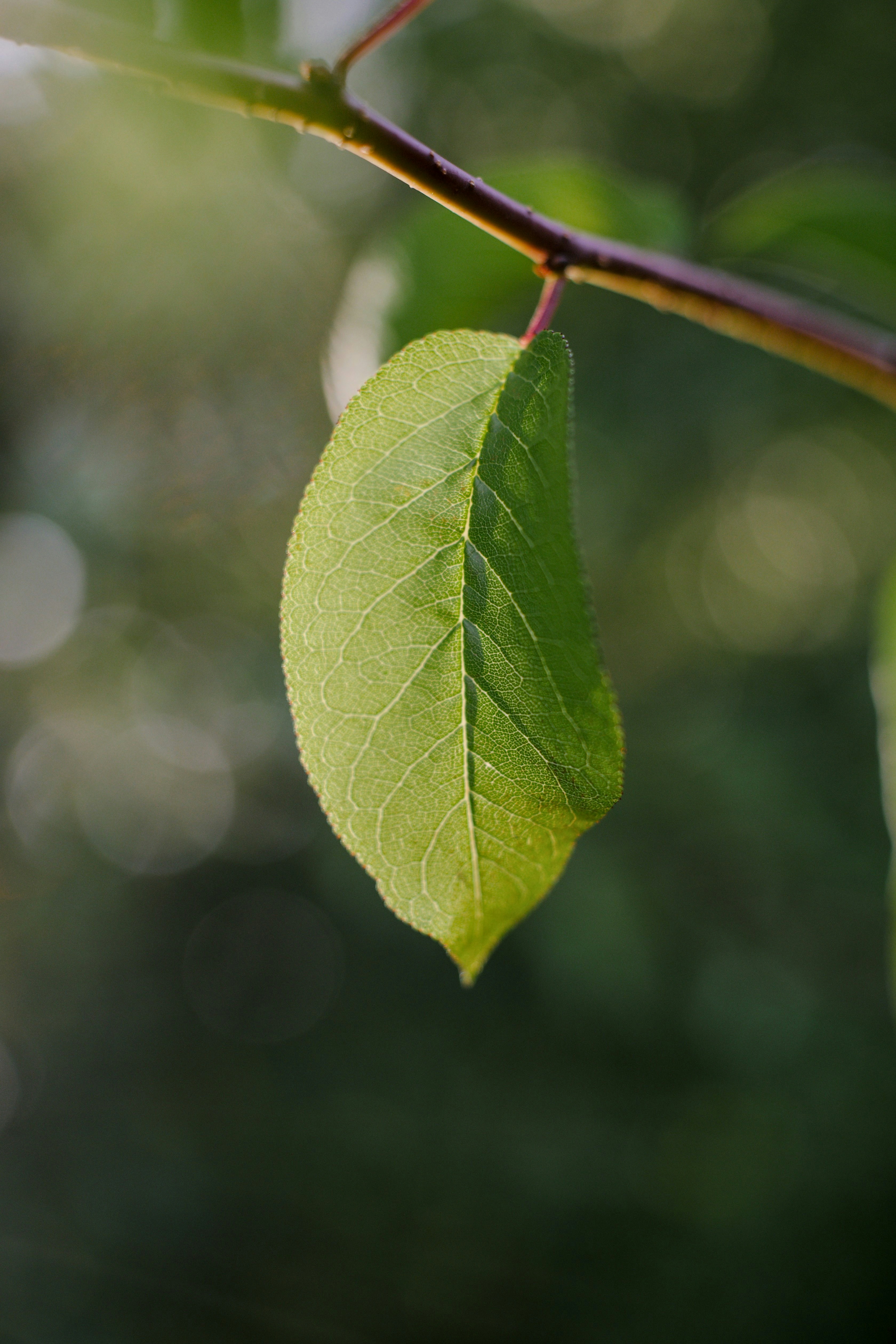 Photo by btcarpenter