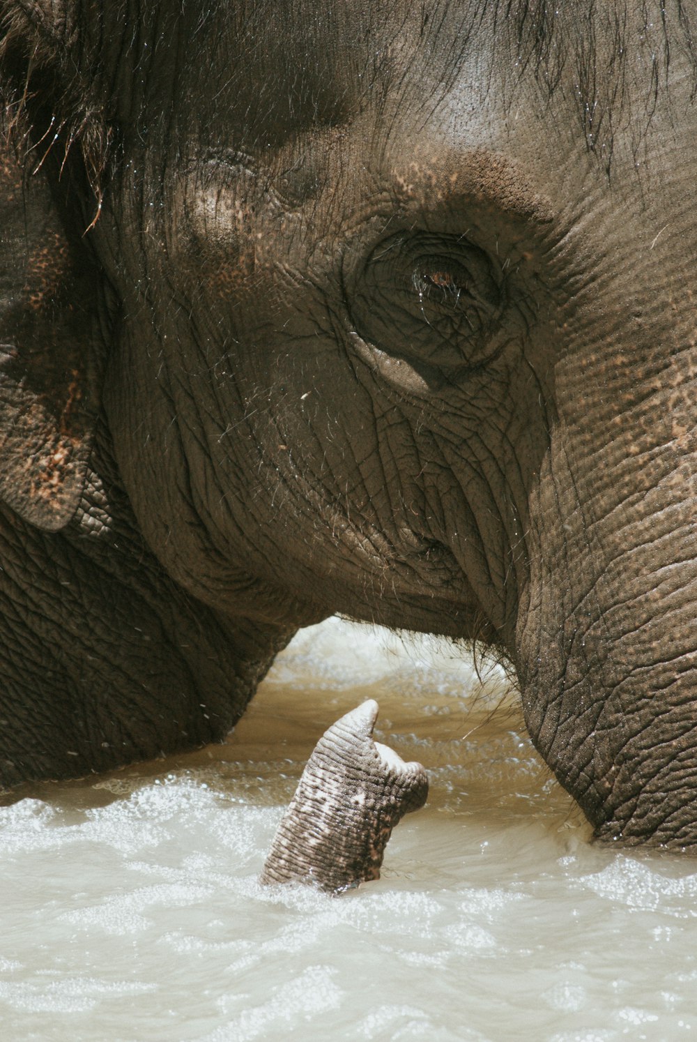 an elephant drinking water