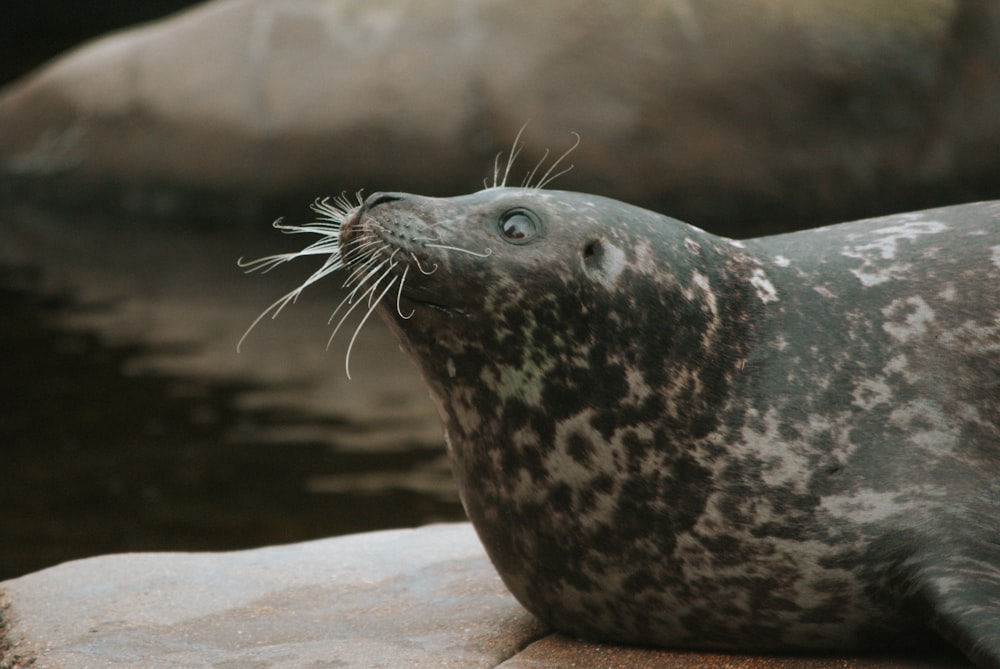 a seal with a large nose