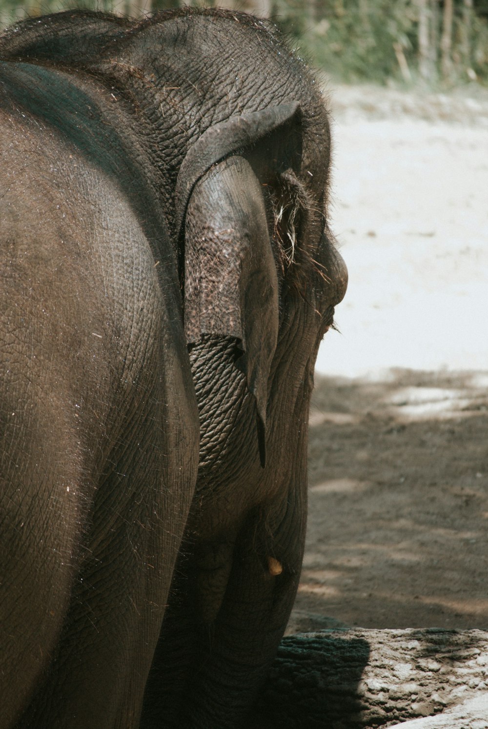 an elephant stands in a muddy area