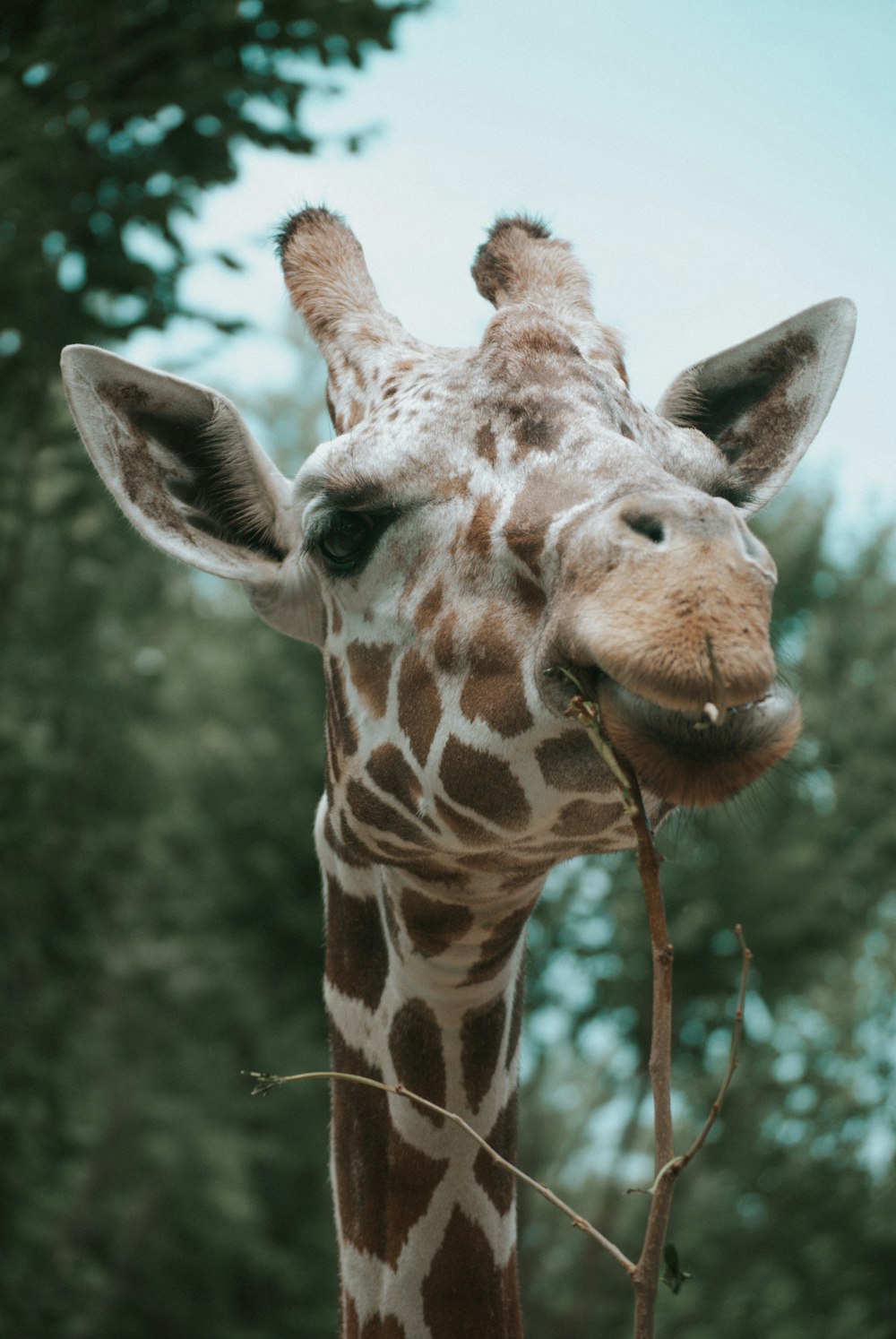 a giraffe eating leaves