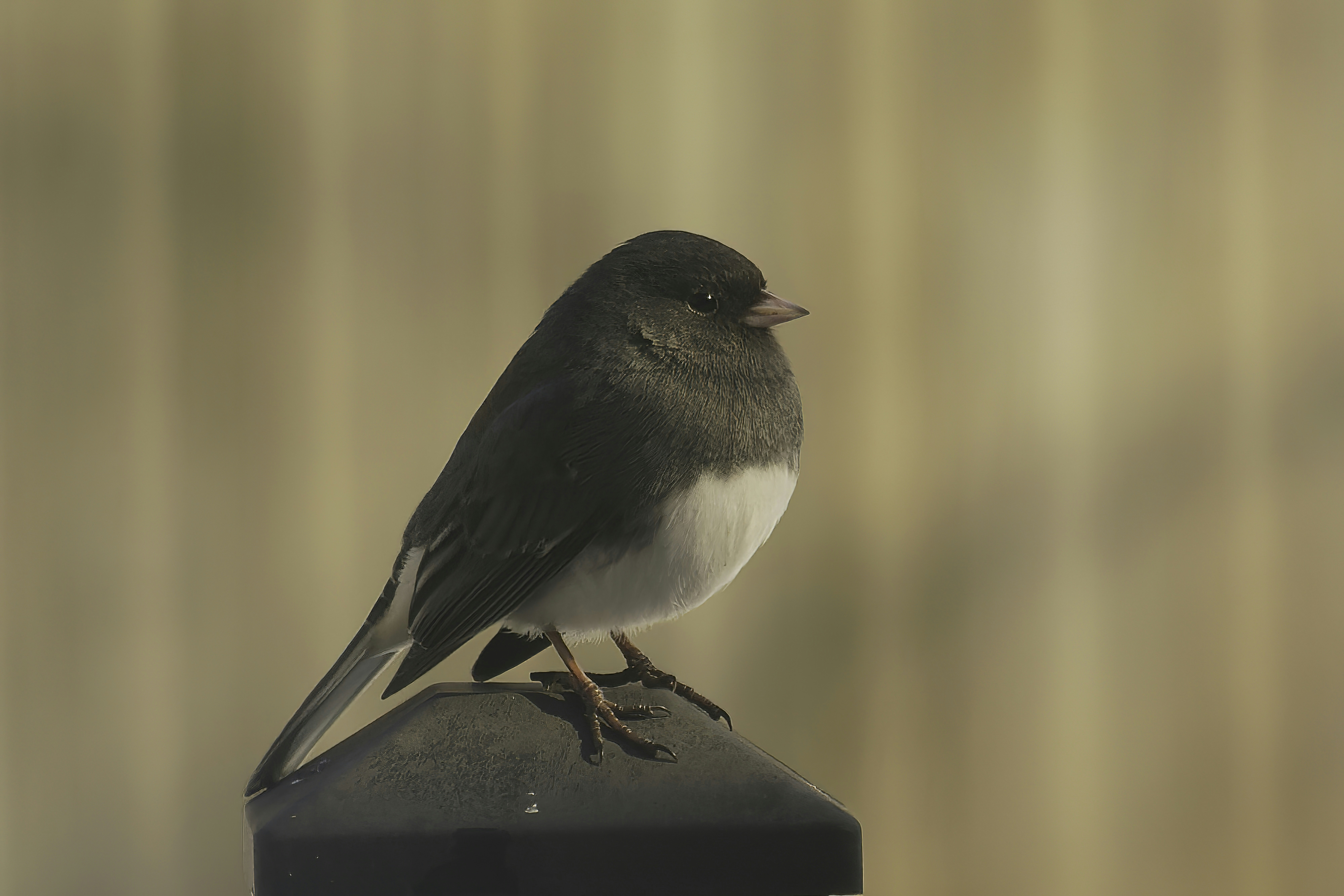 Photo by marshall21663