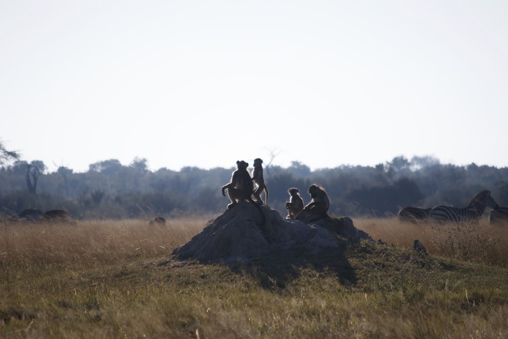 a group of animals on a rock