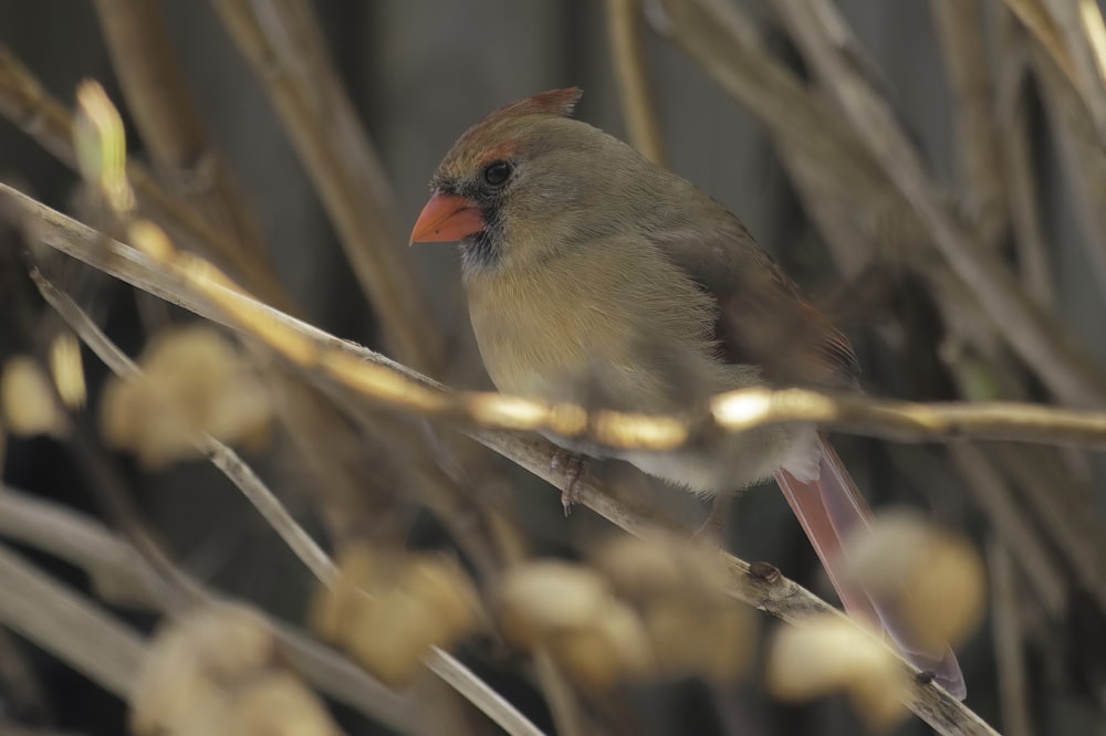 a bird sitting on a branch