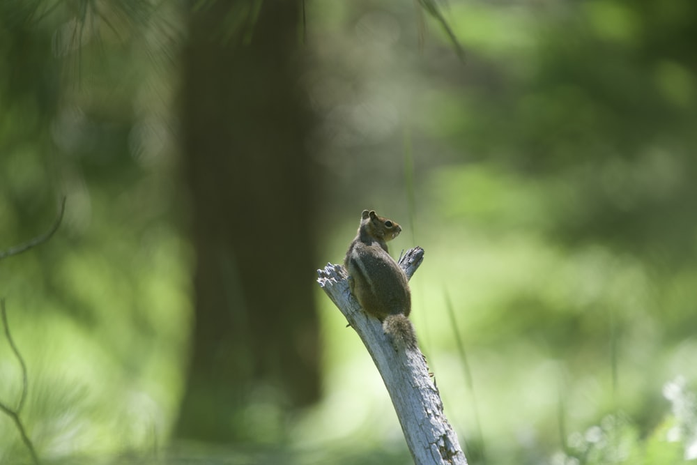 a frog on a branch