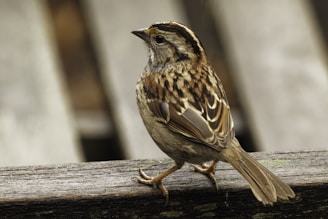 a small bird on a wood surface