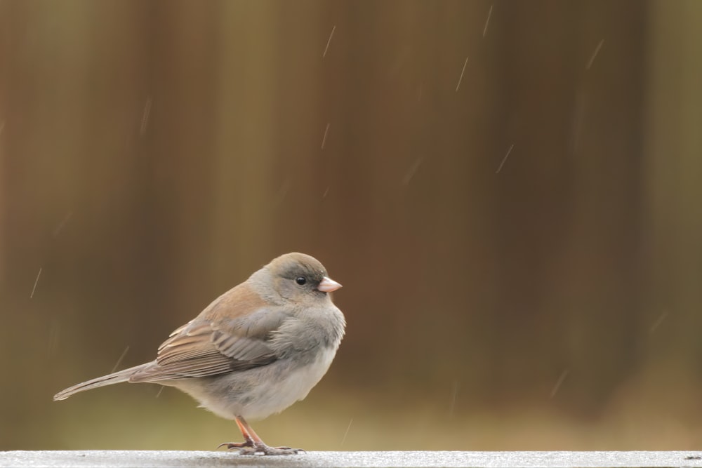 a bird standing on a ledge