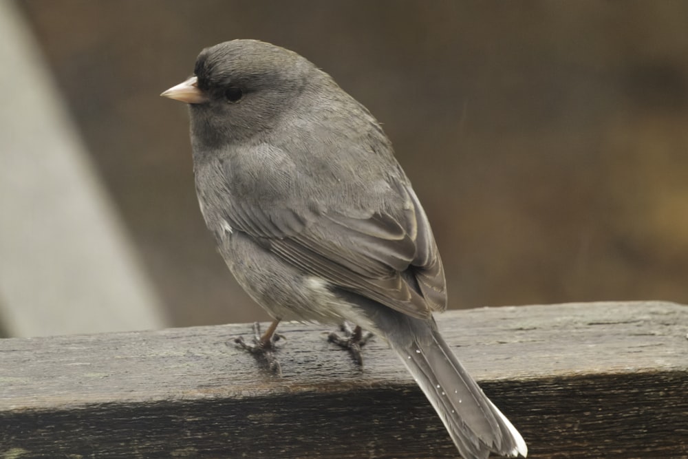 a bird on a wood surface