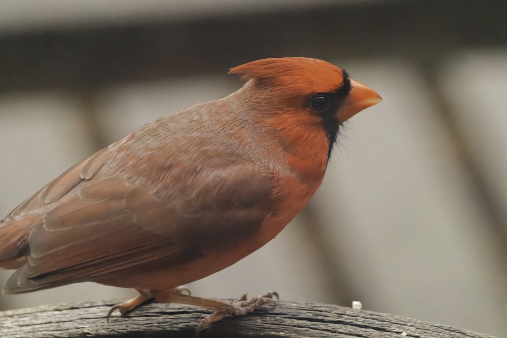 a bird standing on a branch