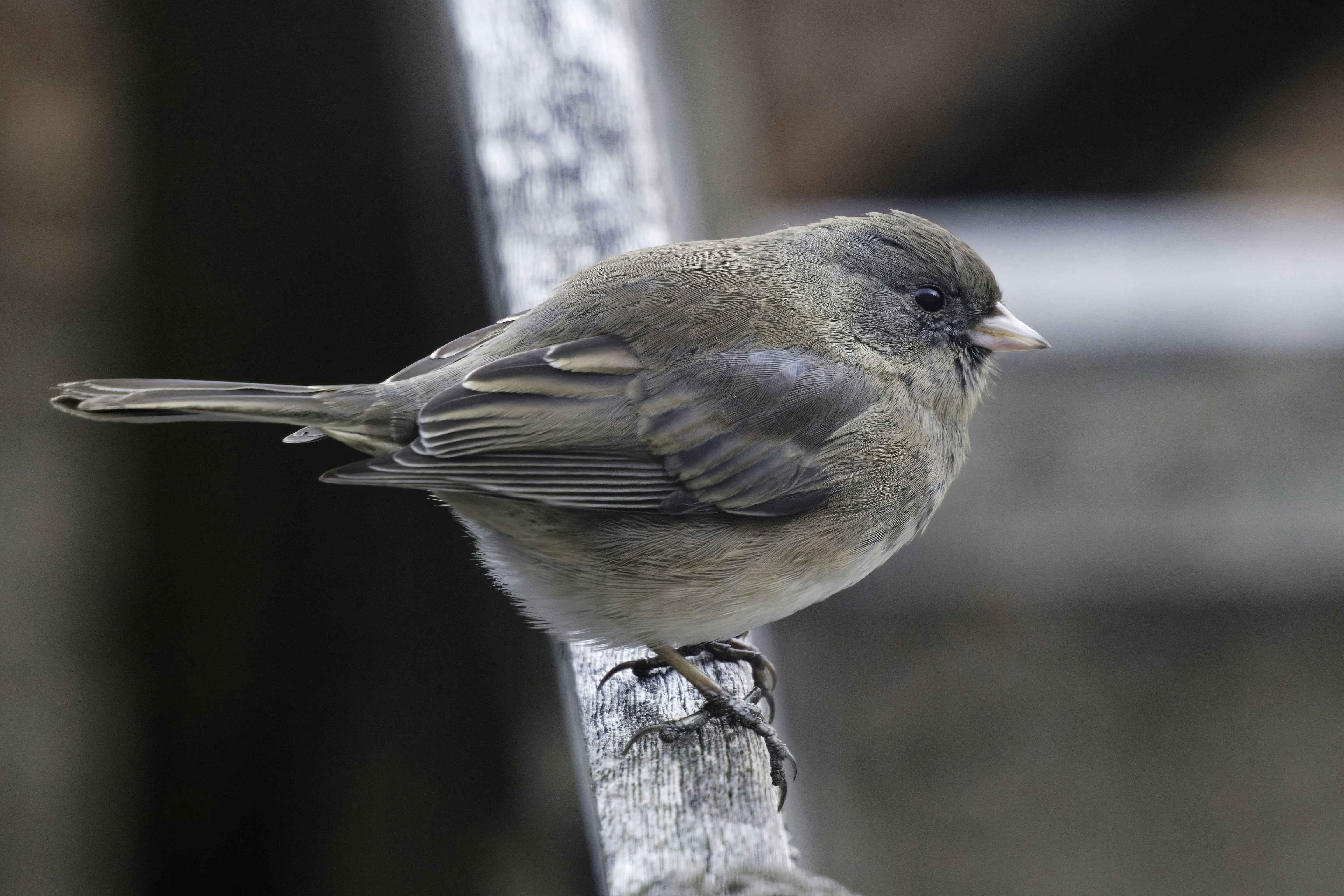 Photo by marshall21663