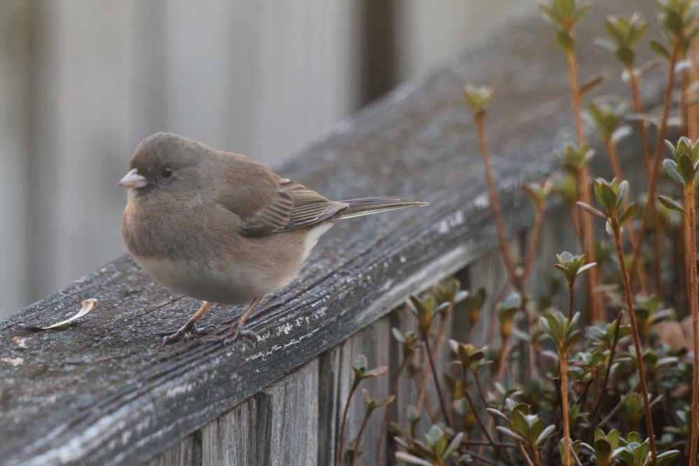 a bird on a wood plank