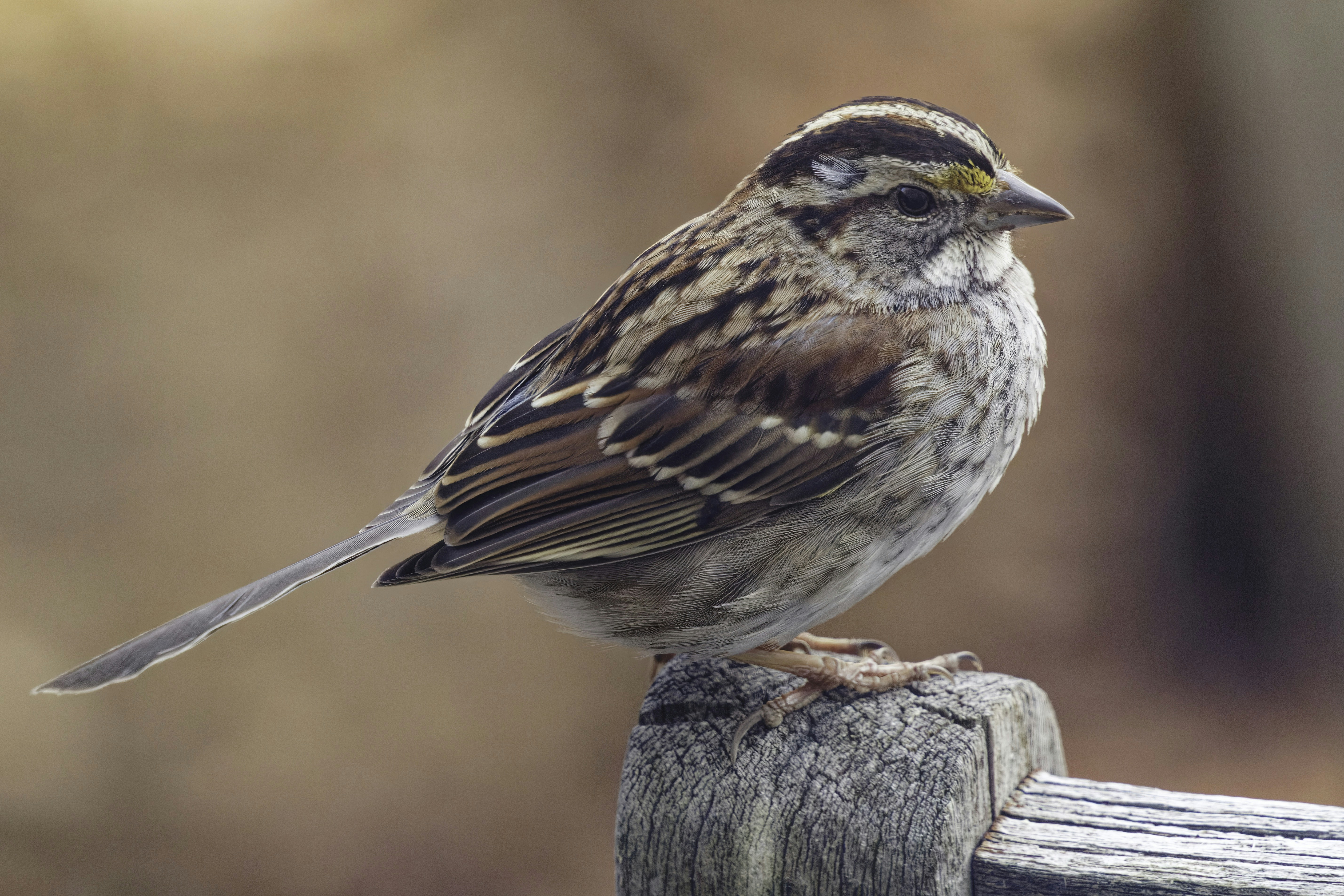 Photo by marshall21663