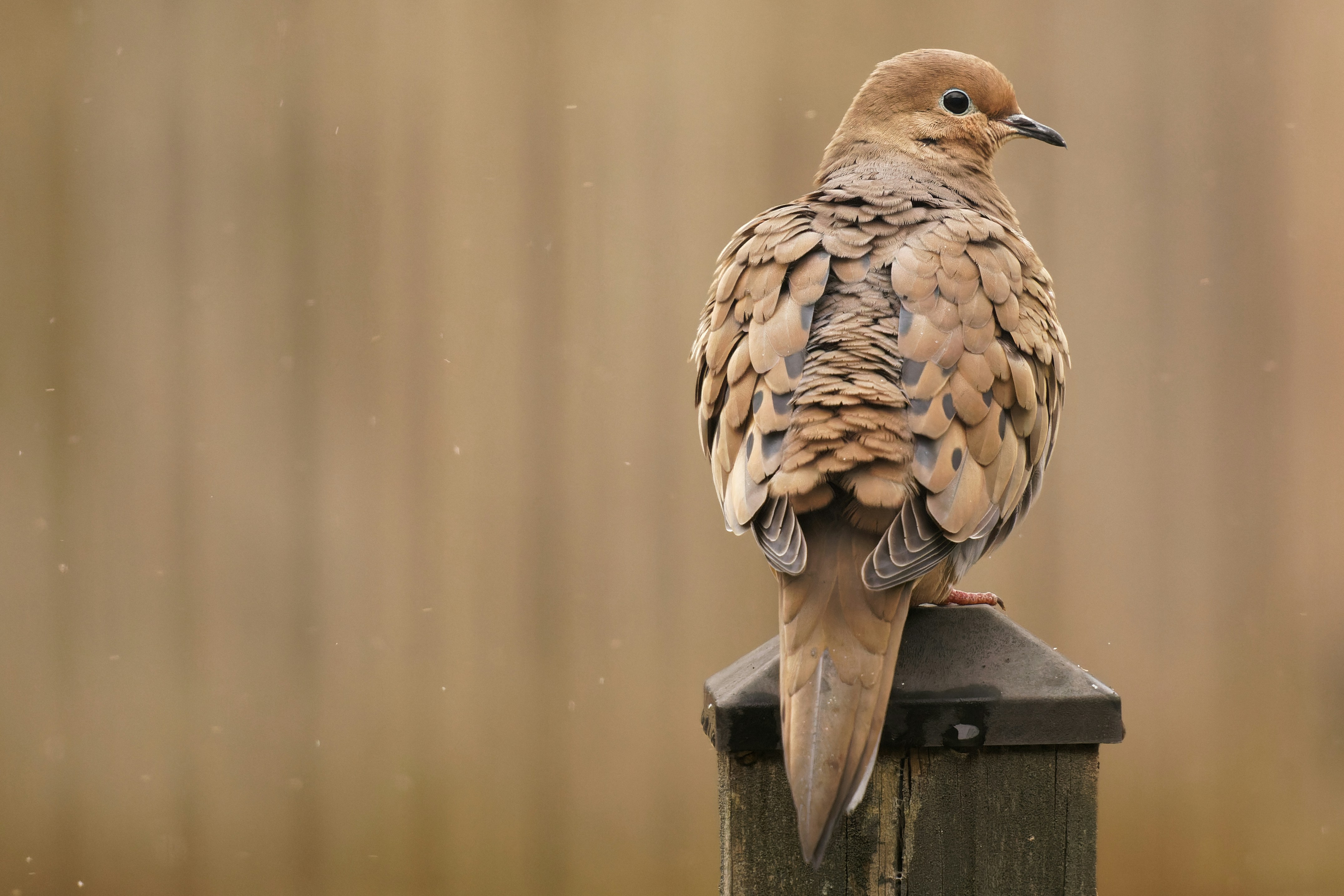 Photo by marshall21663