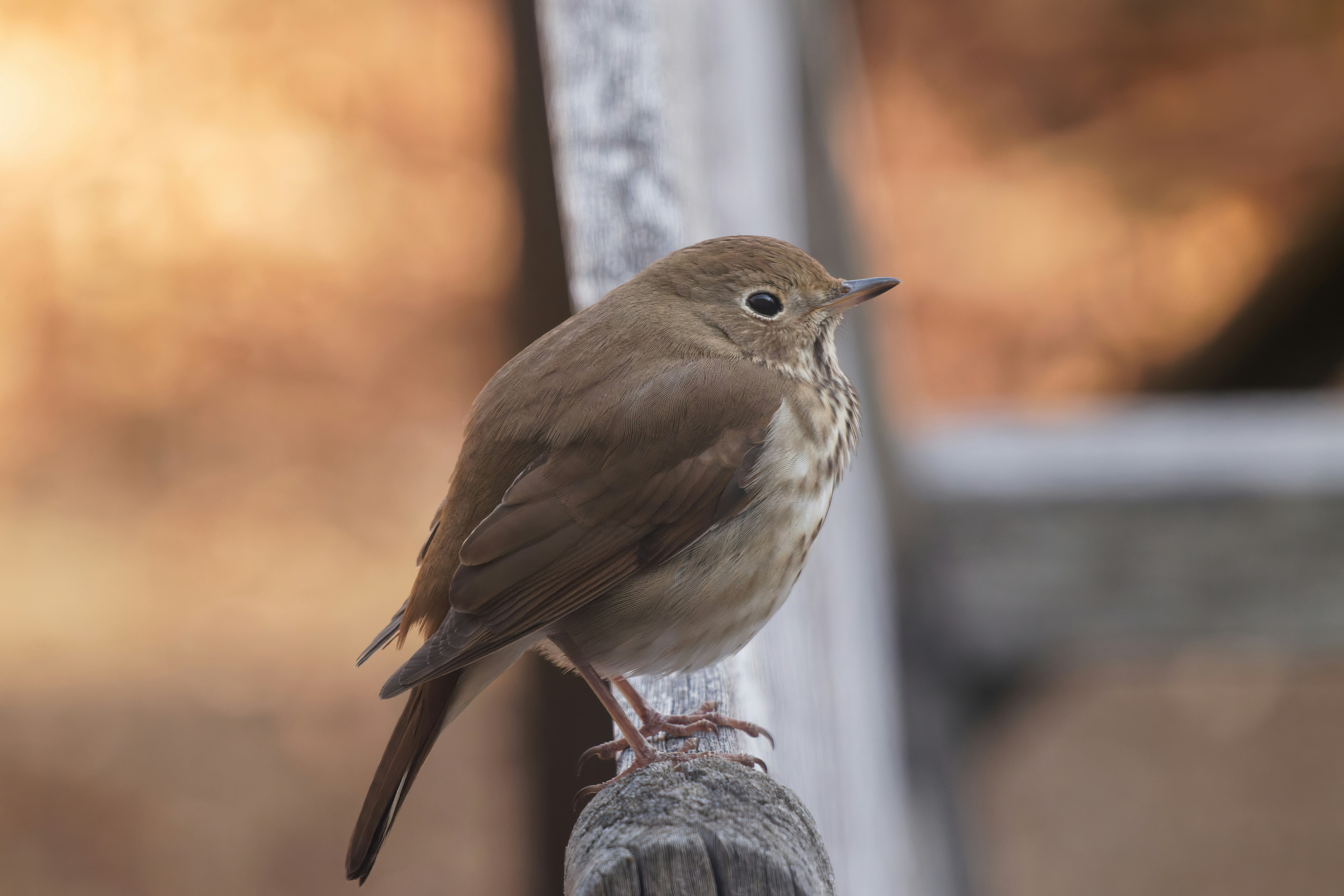 Photo by marshall21663