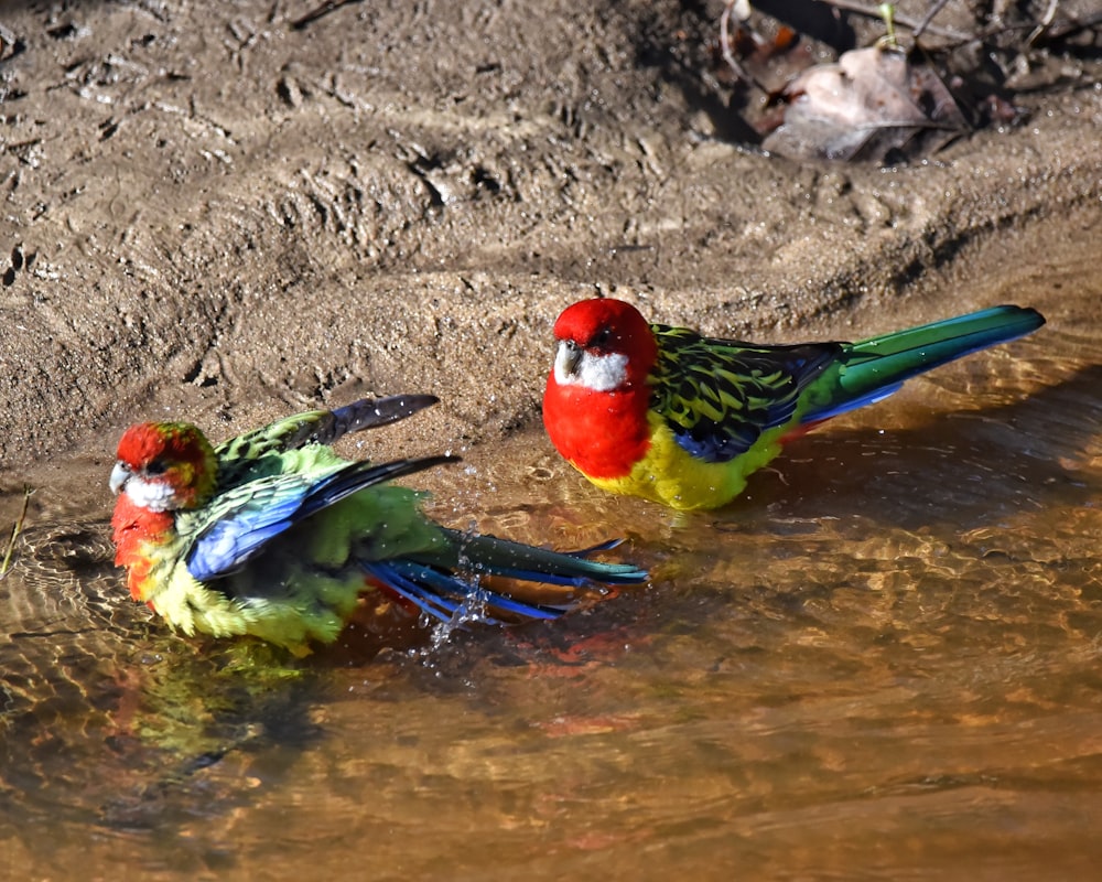 a group of colorful birds in a body of water