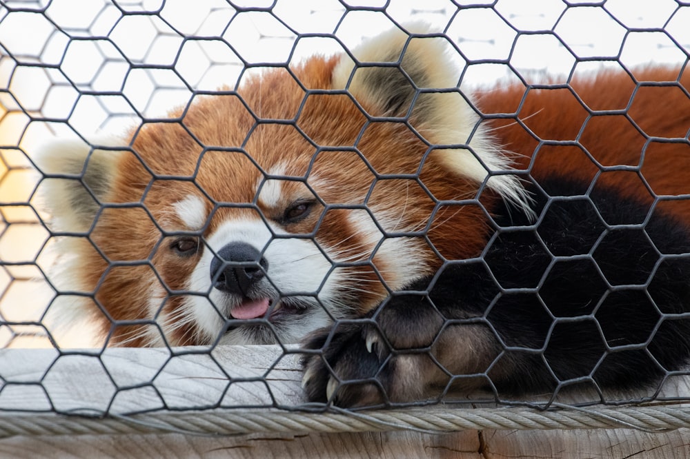 a tiger lying on a cage