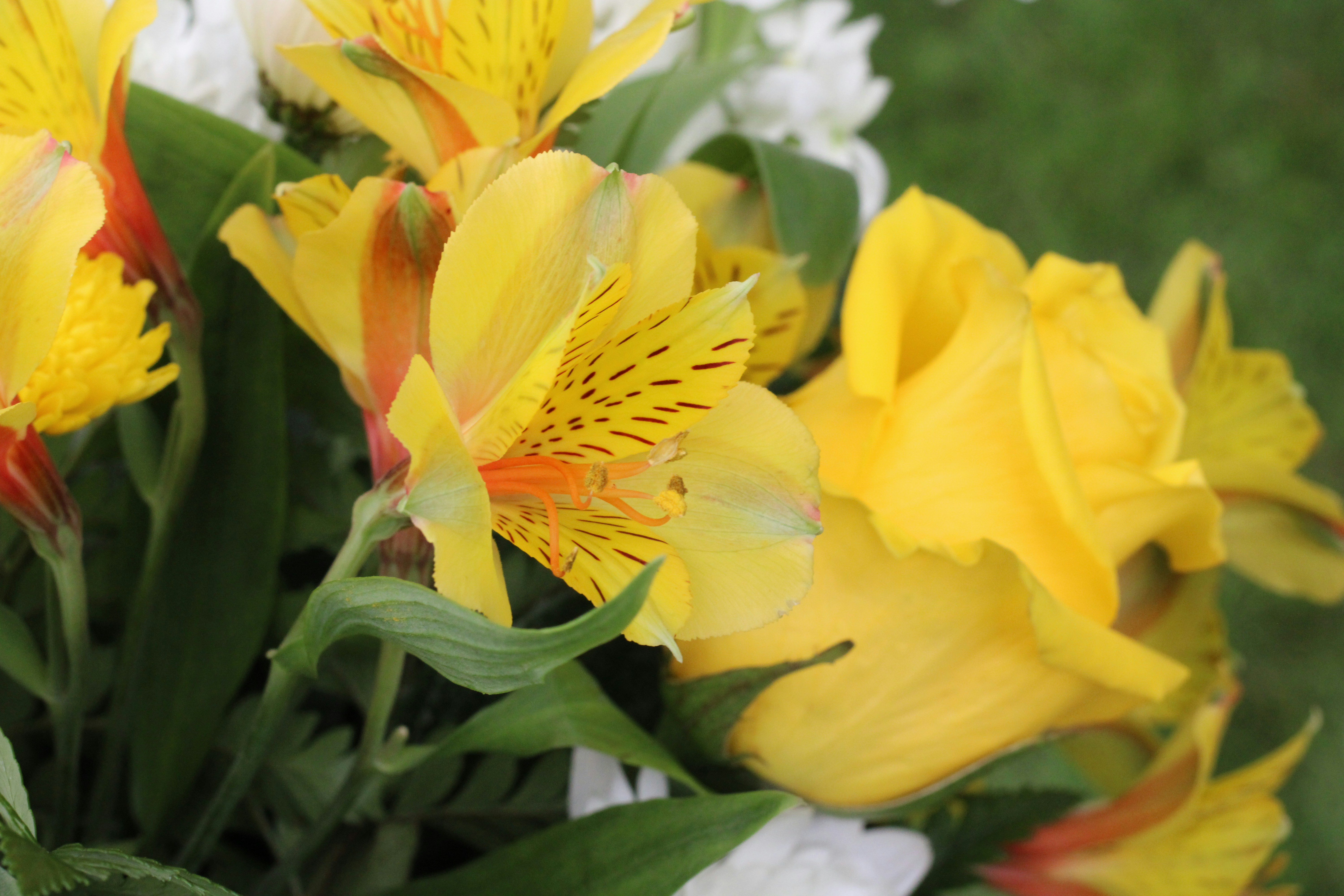 Elegant yellow flower