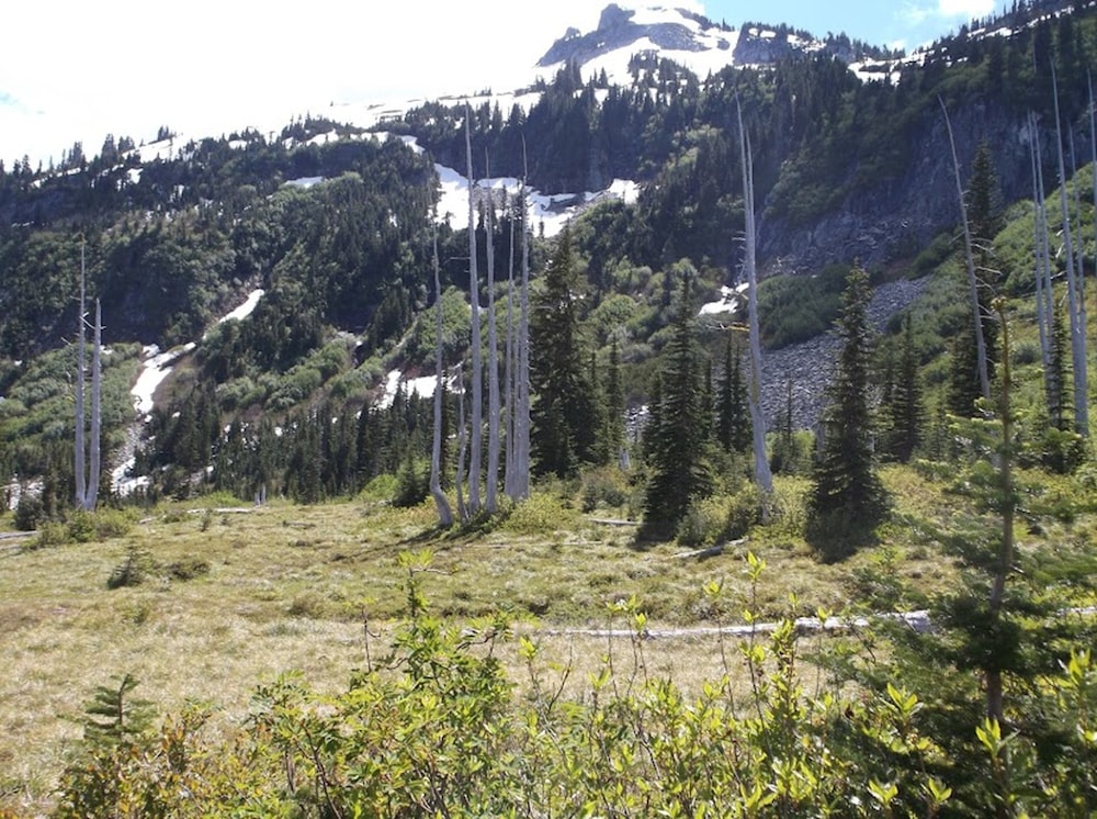 a forest of trees