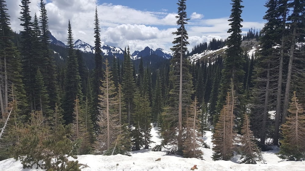 a snowy mountain with trees