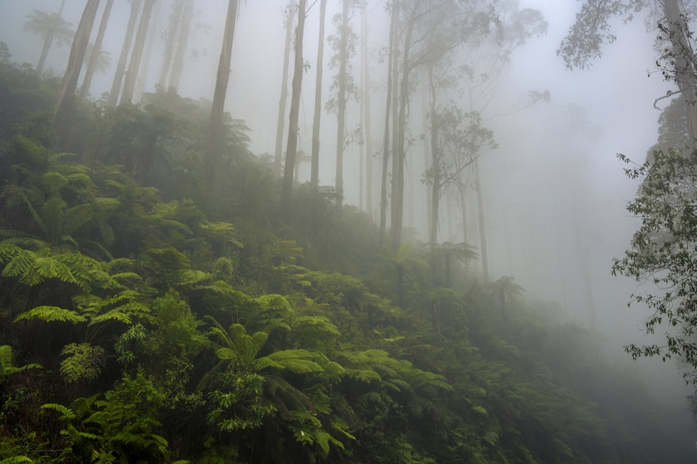 a forest with fog