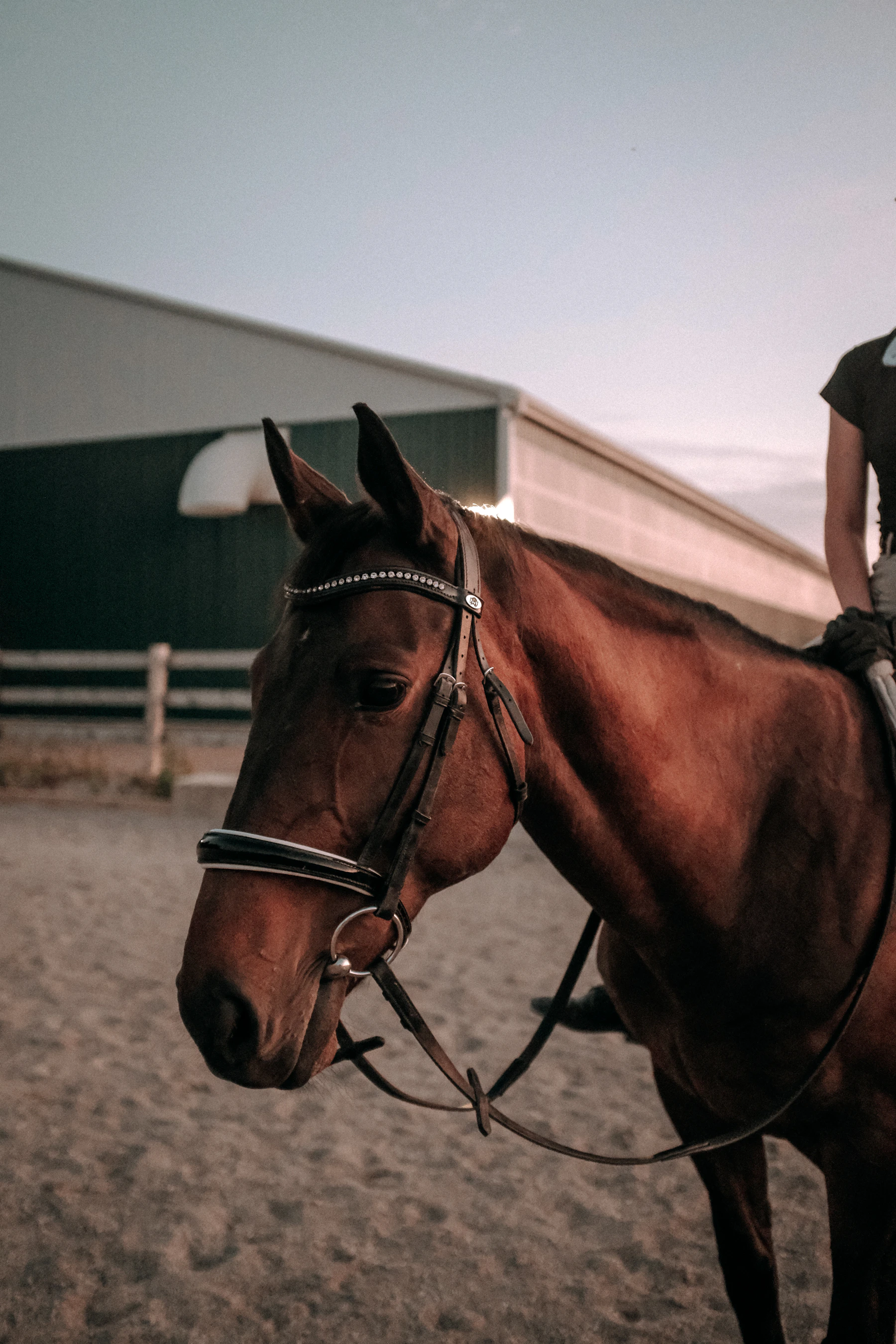 Paper to digital at an equestrian centre: cut admin overload, improve visibility, and create room to grow