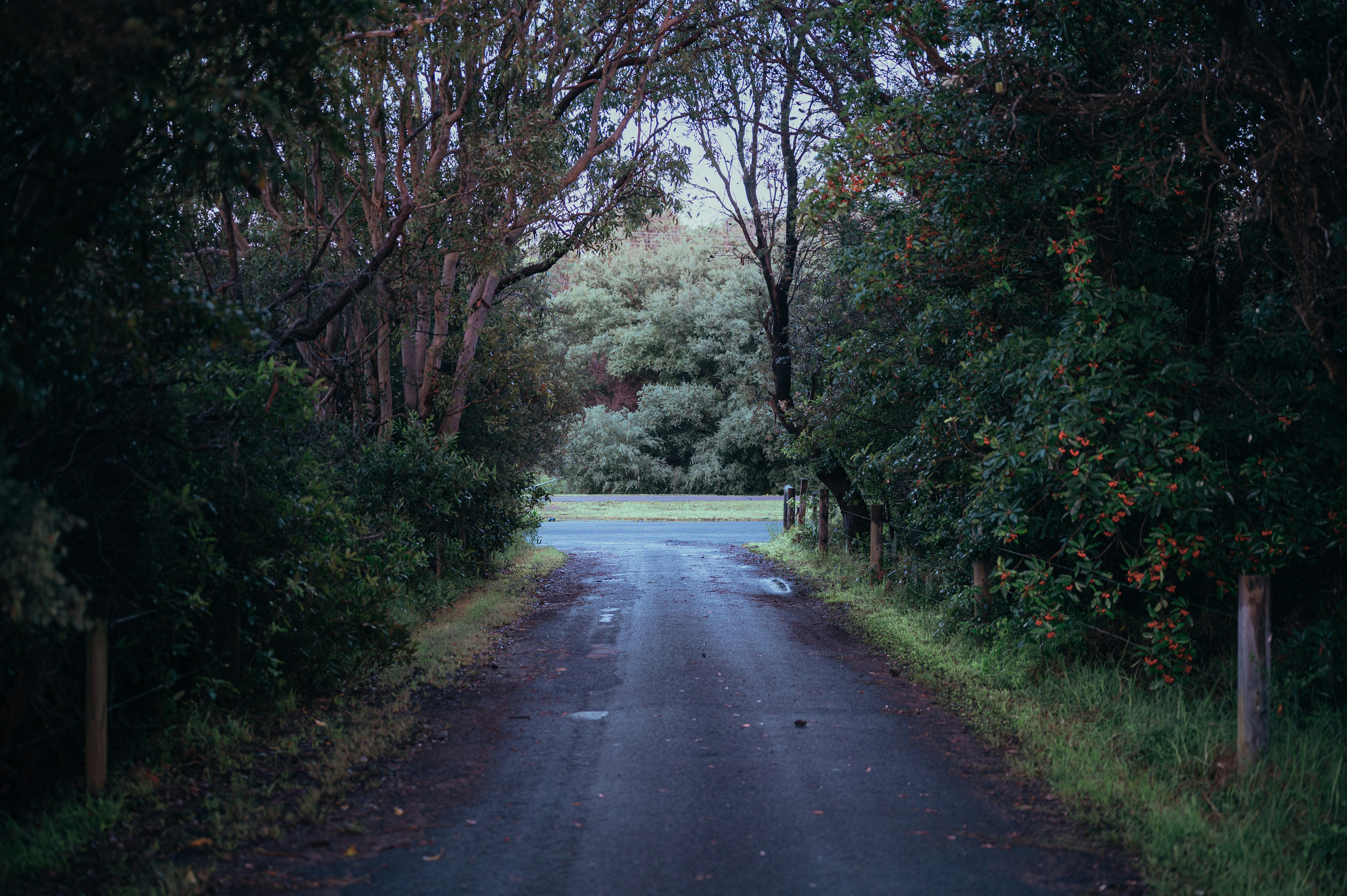 a road with trees on either side