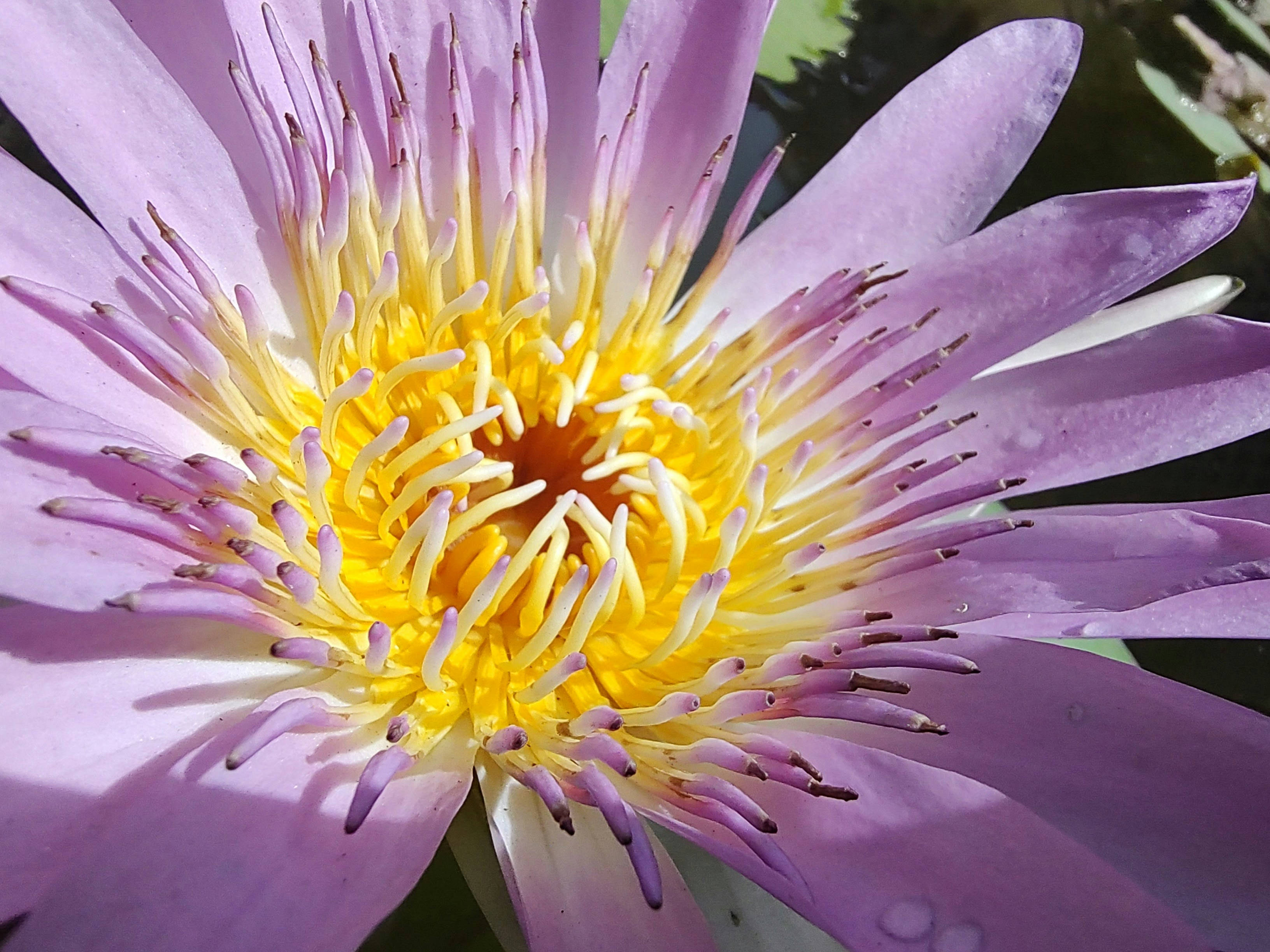 Photo by wholsomekirtan