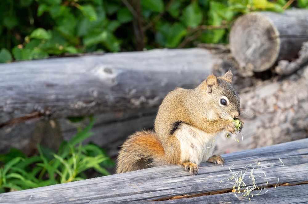 ein Eichhörnchen, das etwas isst