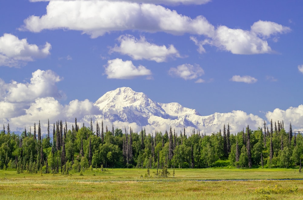 a forest of trees with a mountain in the background