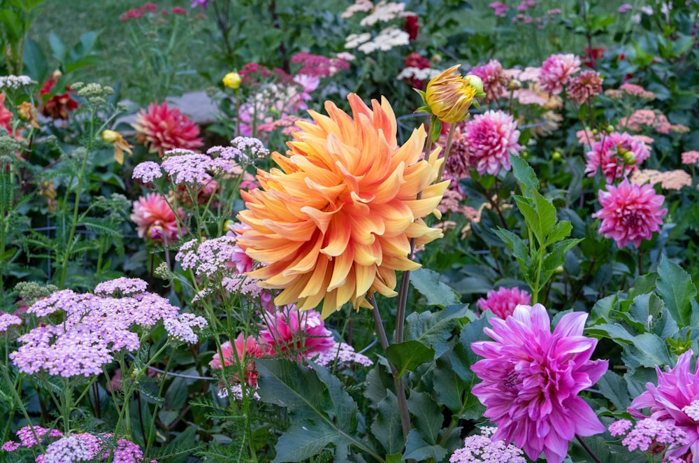 a group of colorful flowers