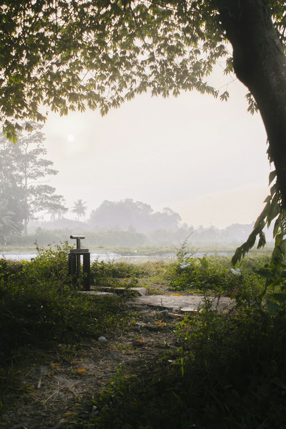 a path with trees and plants on the side