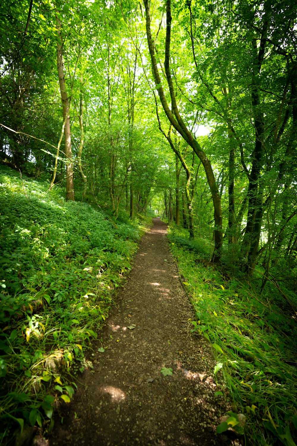 a dirt path through a forest