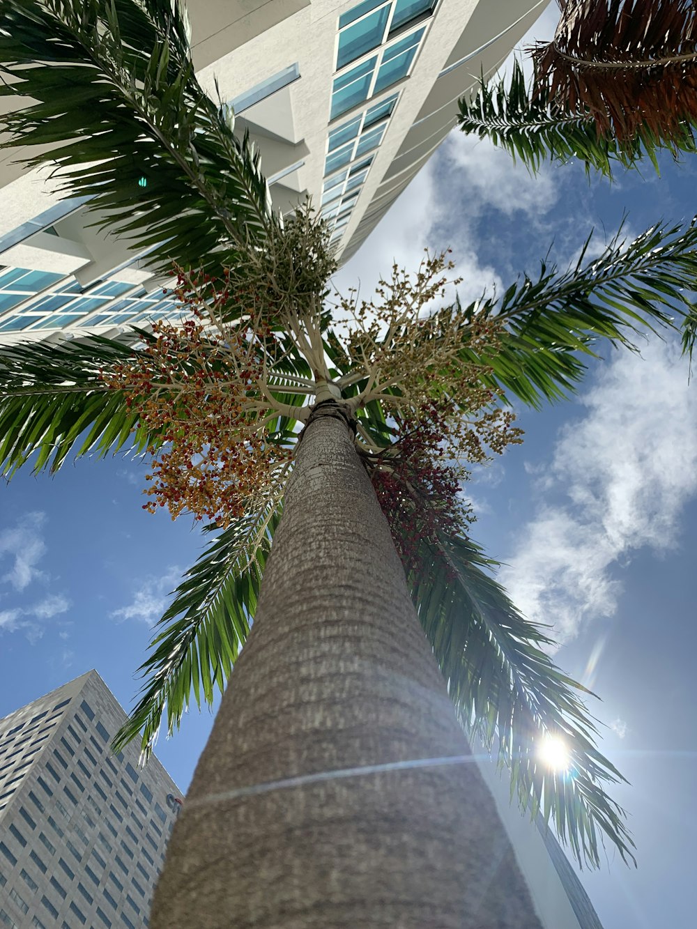 a tree with a tall trunk