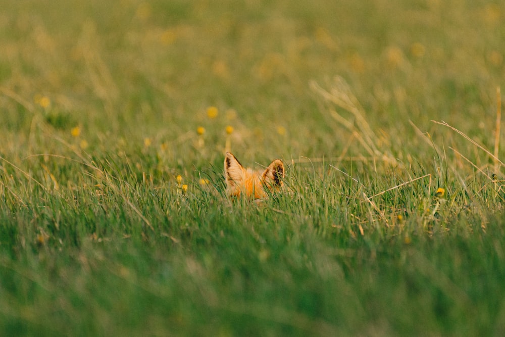 a dog running through a field