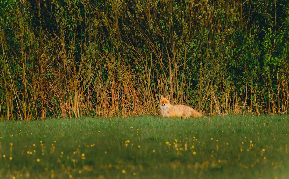 a fox sitting in a field of grass