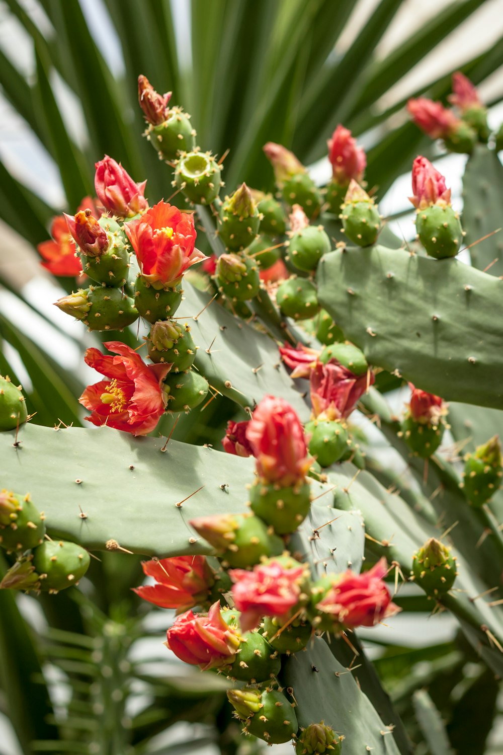 a close up of a plant