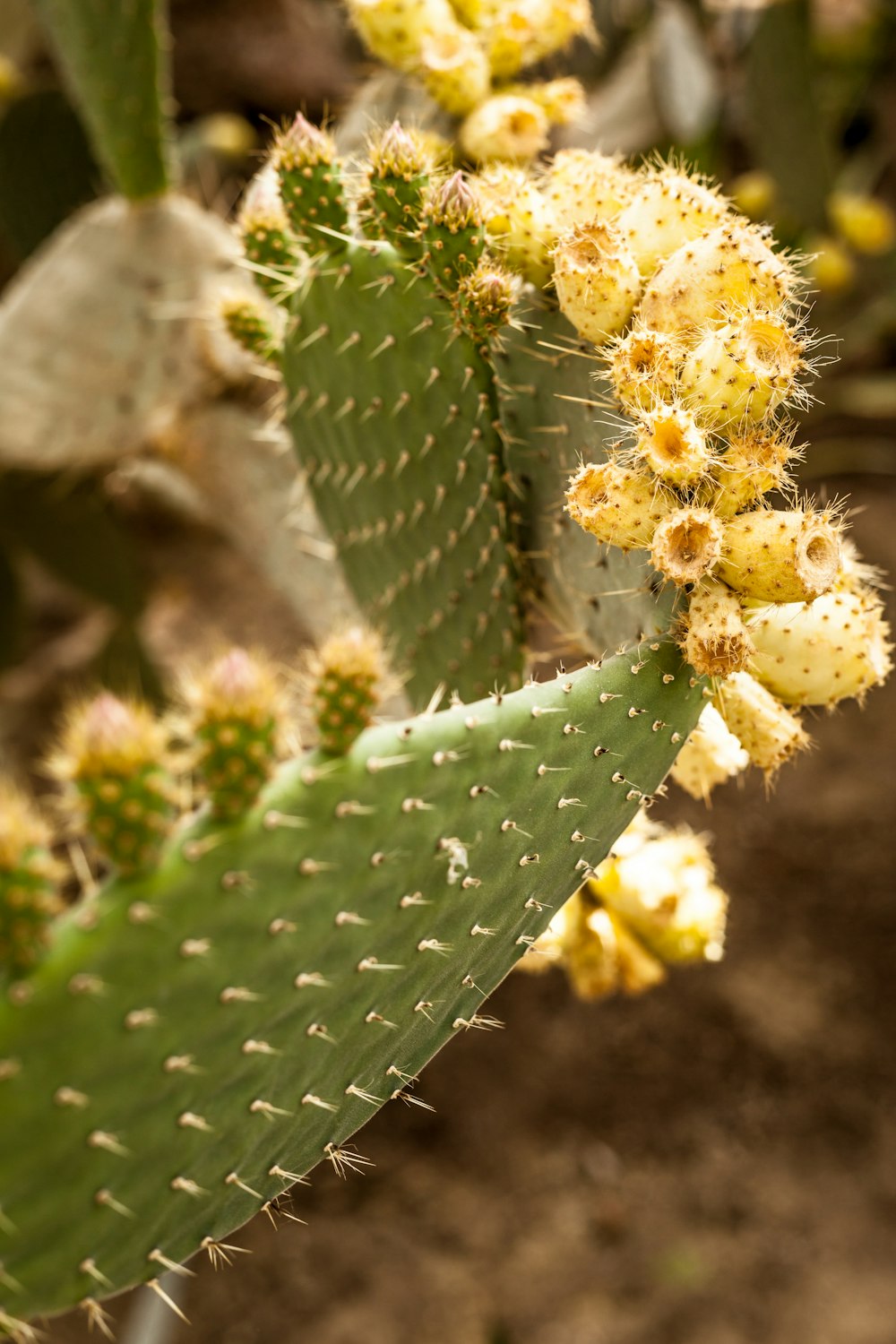 a close up of a plant