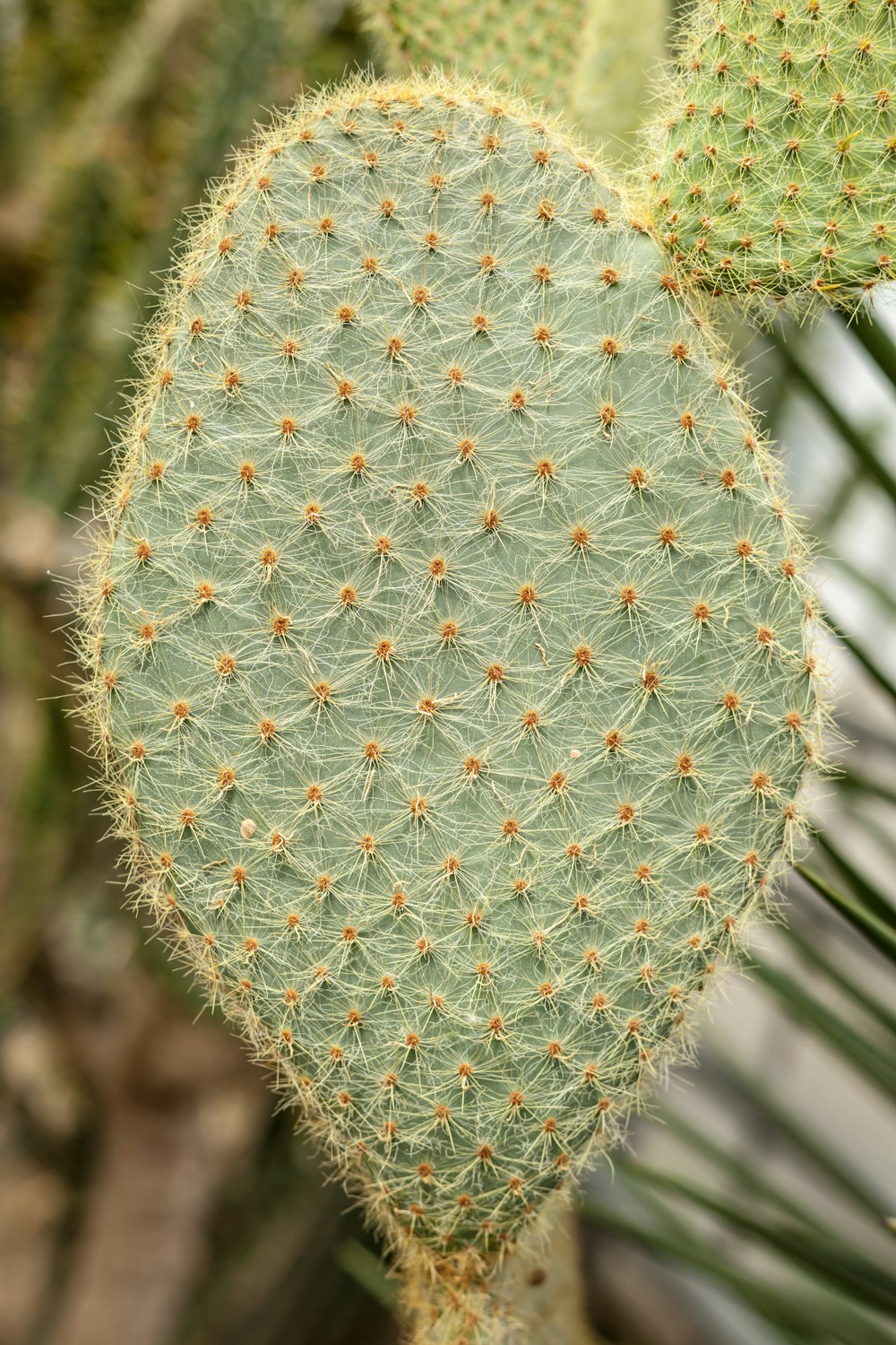 a close up of a plant