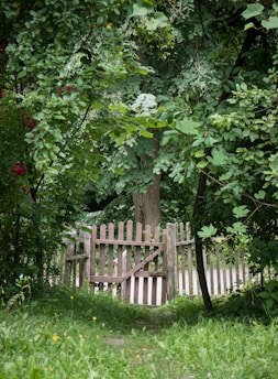 A wooden picket fence, partially open, surrounded by lush greenery. Trees and bushes with dense foliage, featuring varying shades of green, provide a natural backdrop. Small flowers are scattered on the grassy ground, adding spots of color.