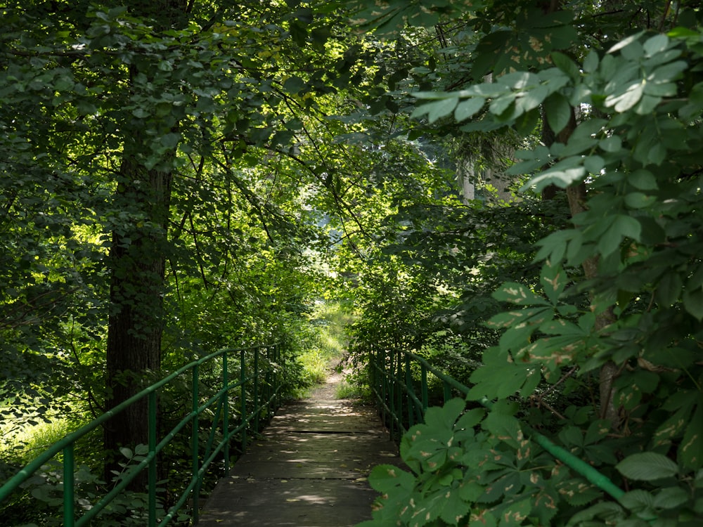 a path through a forest