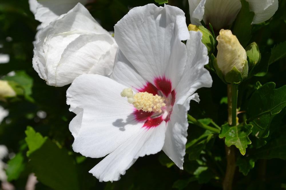 un fiore bianco con centro rosso