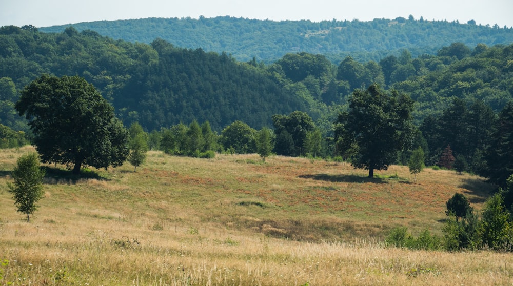 a grassy area with trees in the back