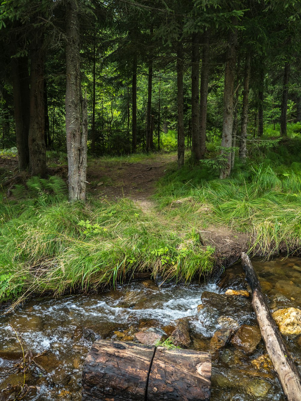 a stream in a forest