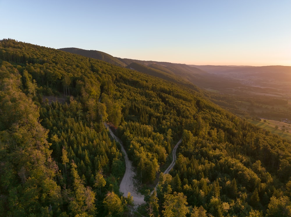 a river running through a forest