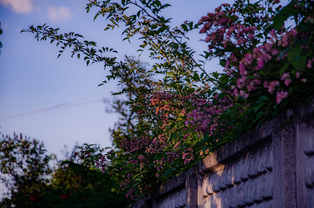 ピンクの花を持つ木