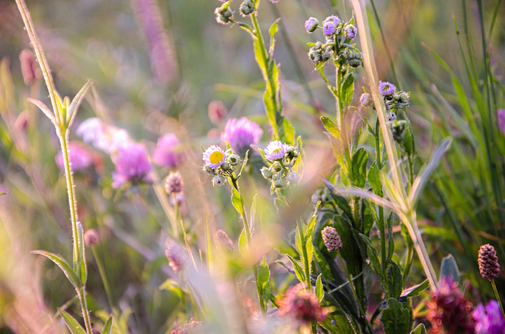 Nahaufnahme einer Blume